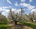 Orchard Blossom 26